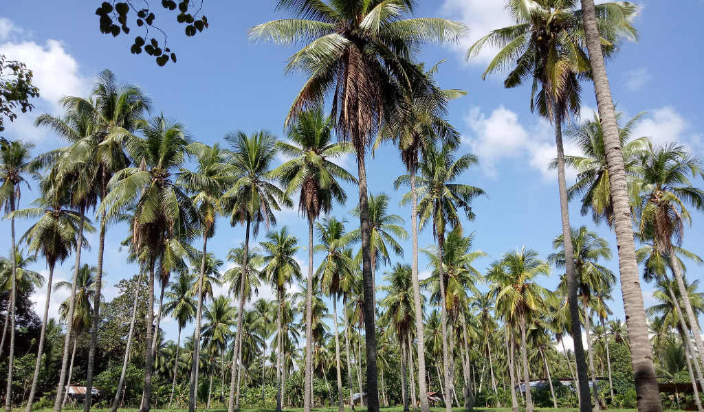 Measurable Impact at Source Coconut Oil from The Philippines and Indonesia